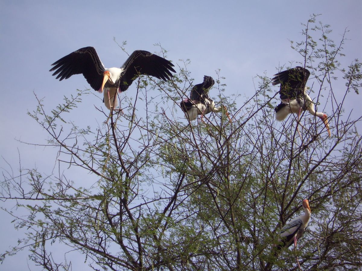 Painted storks at the Kokkarebellur Bird Sanctuary in Mandya district. Photos by author