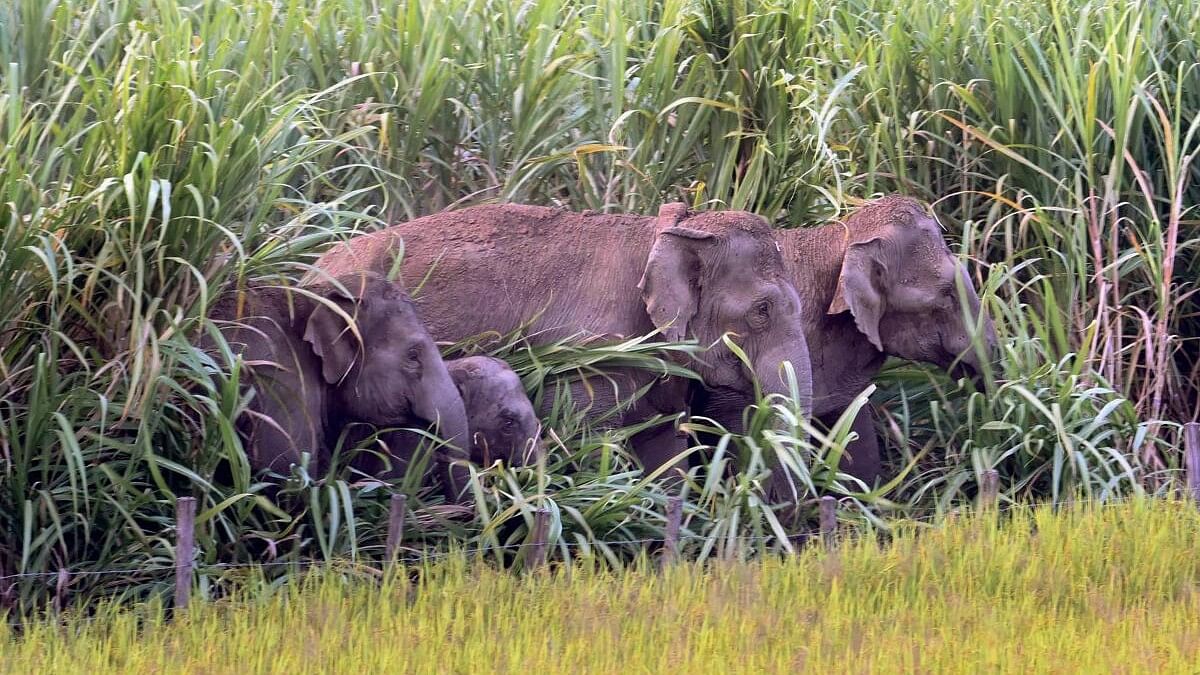 Animal attacks in Kerala: All-party meeting issues slew of directions