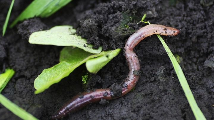 2 new earthworm species discovered in Odisha's Koraput