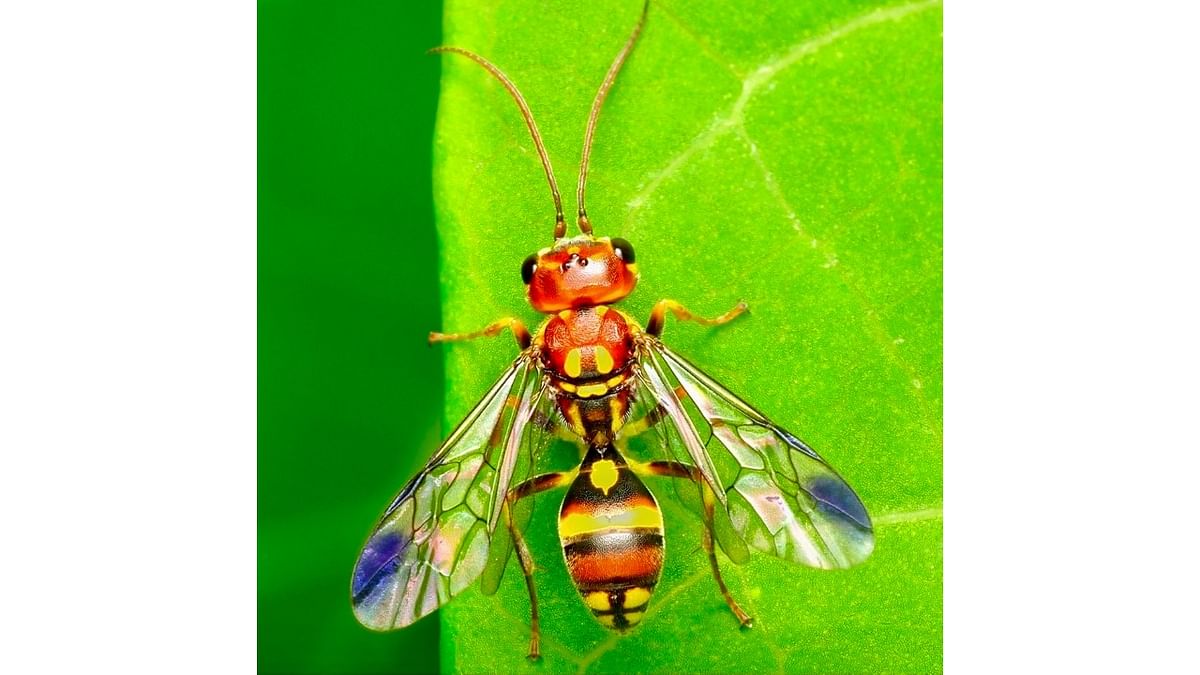 Scientists discover new parasitoid wasp in Western Ghats
