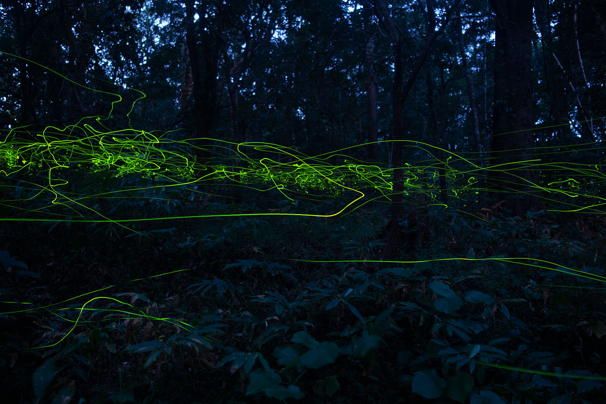 Fireflies belonging to the Lamprigera genus flying low in Anamalai Tiger Reserve.  PHOTO CREDIT: SRIRAM MURALI