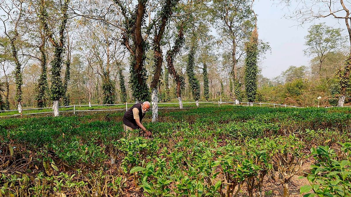 Hindustan Unilever and TRA join hands  to tackle climate change impact on tea industry