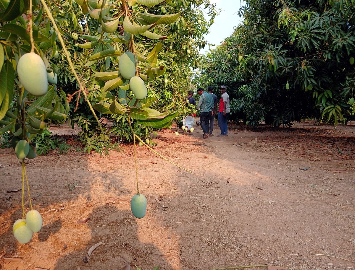 A Kesar Mango farm near KalluTavaragere village in Koppal district.