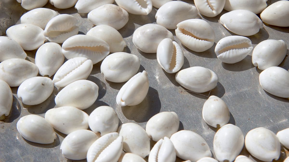 The coveted cowrie shells
