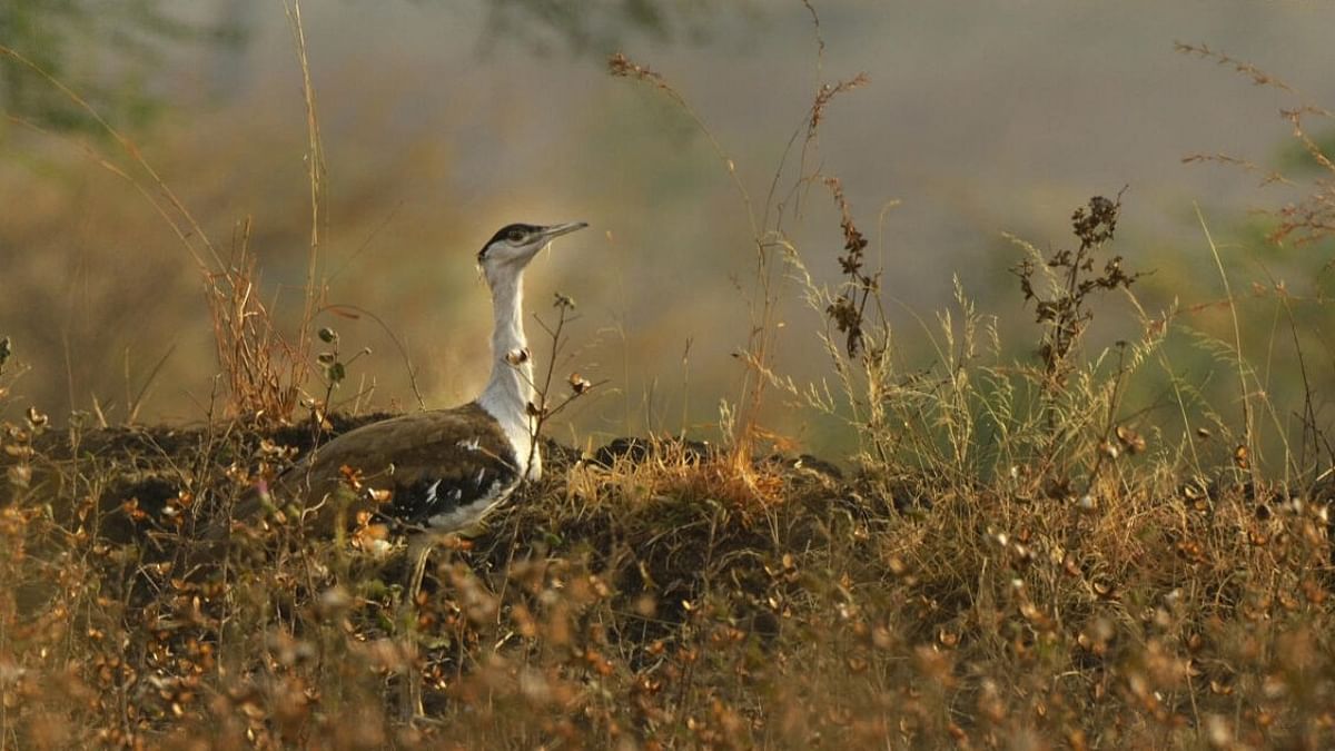 Reduction in number of Great Indian Bustard started in 1960s, Centre tells SC
