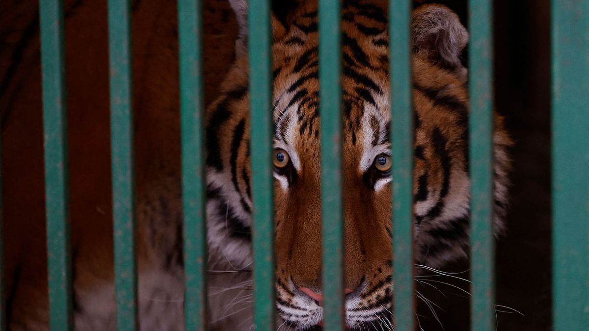 58-year-old killed in tiger attack in Chandrapur