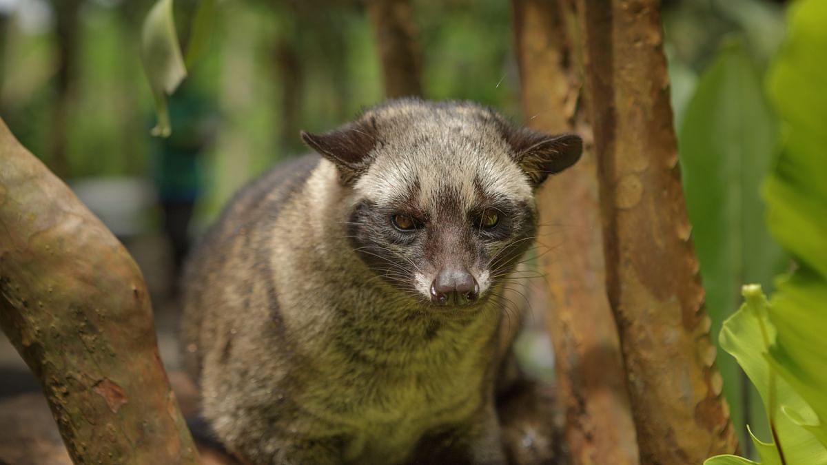 Civets too bleeding cash-strapped Kerala exchequer?