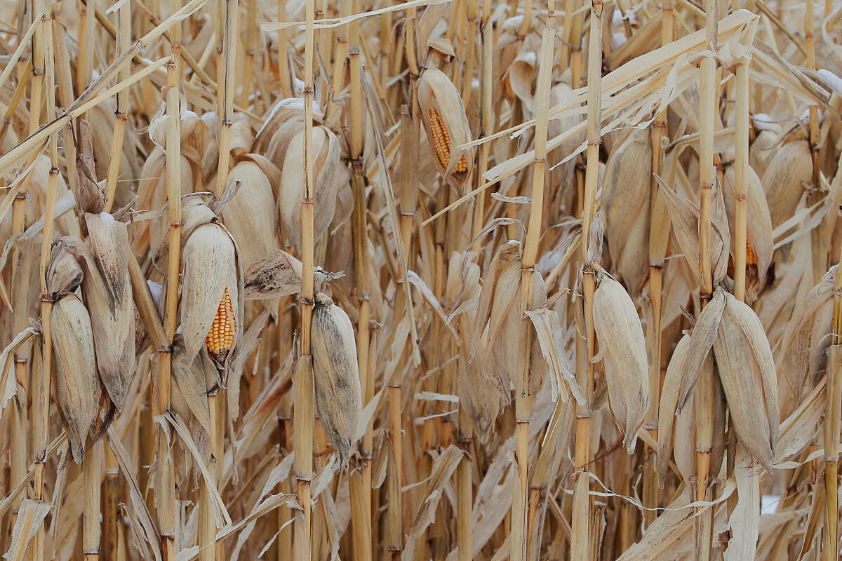 Unharvested corn, left as a barrier against blowing snow, stands in a field at a farm in Carroll in Iowa. 