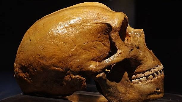 Why did modern humans replace 
Neanderthals? 