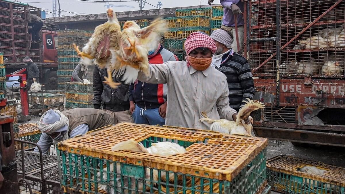 No need to panic because of H5N1, says People’s Health Organisation on World Health Day