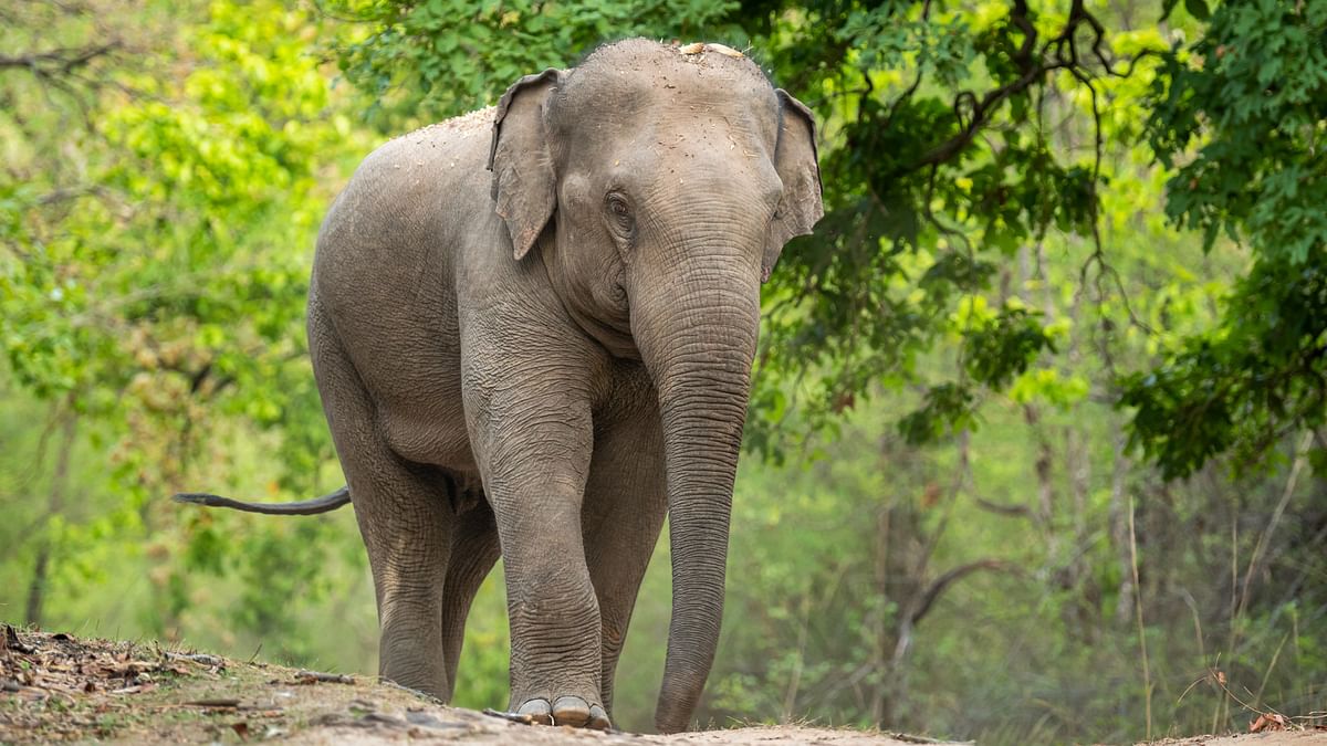Elephant 'Malti' transferred from Amber to Vantara elephant sanctuary