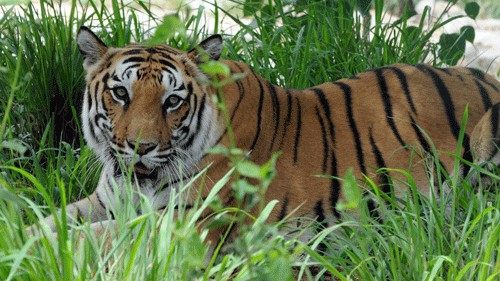 Man killed in tiger attack in Kodagu
