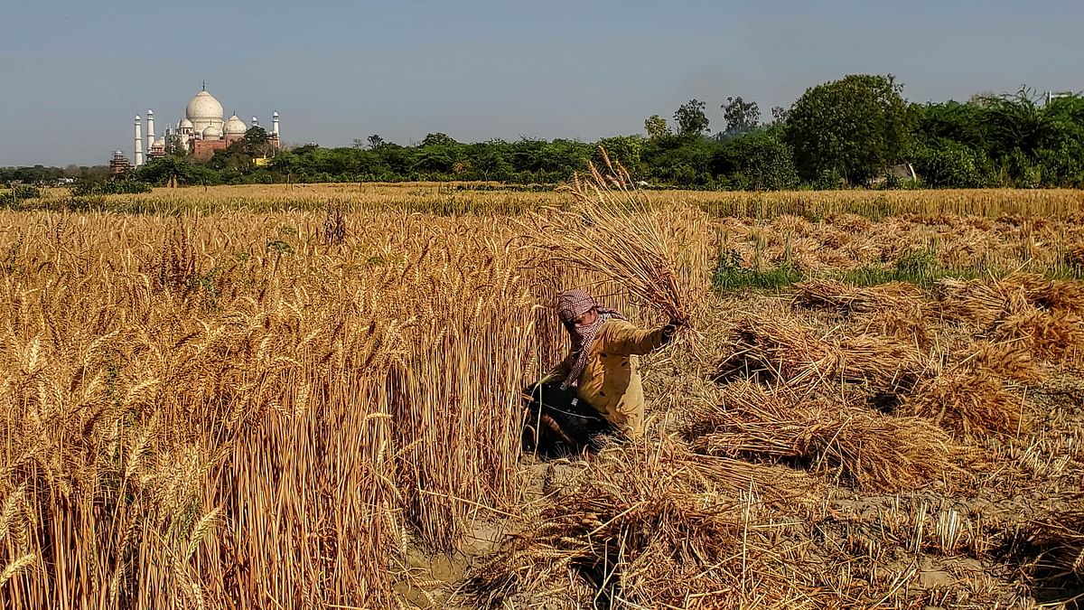 Amid polls, union govt aims 7-fold increase in wheat procurement from UP, Rajasthan, Bihar this year