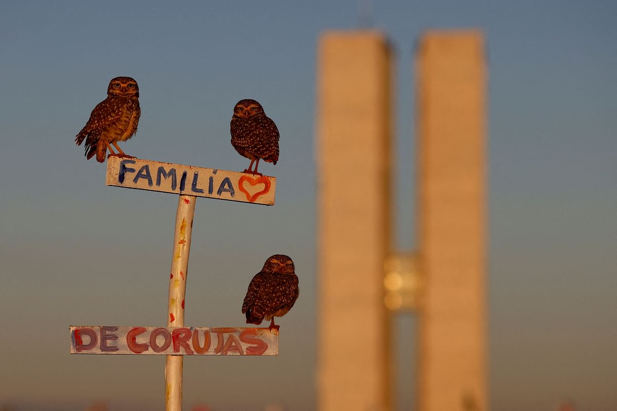 Owls stand on a sign reading "Family of Owls" in front of the National Congress in Brasilia, Brazil April 26, 2024. 