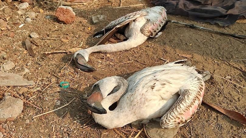 8 flamingos die in Navi Mumbai in a week, shocked bird lovers call for probe