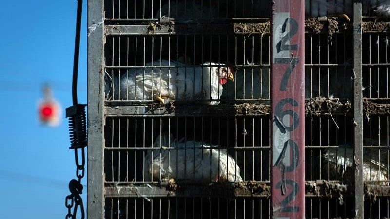 This may be our last chance to halt bird flu in humans and we are blowing it