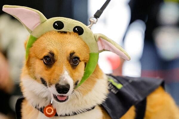 A Corgi dog takes part in a costume parade during a Star Wars themed event in Moscow, Russia April 28, 2024.