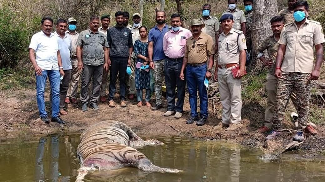 A male tiger was found dead in a lake at Ganagoor forest