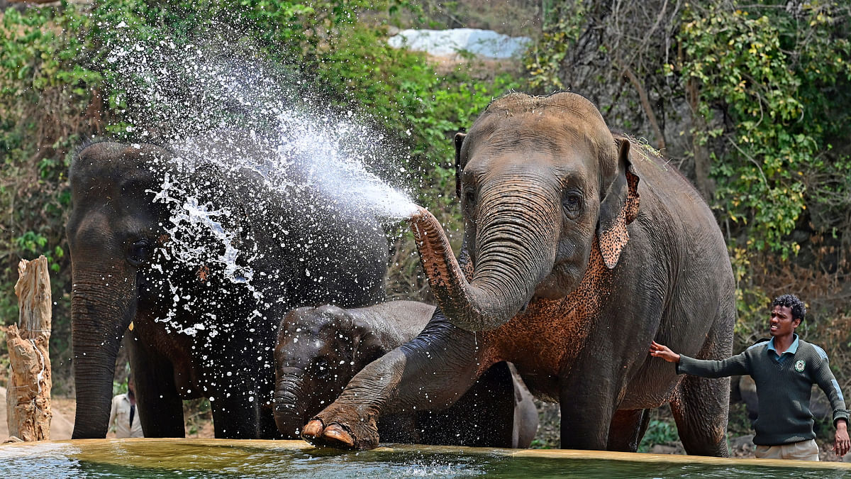 Heat alert as four elephants die in last two days in Karnataka 