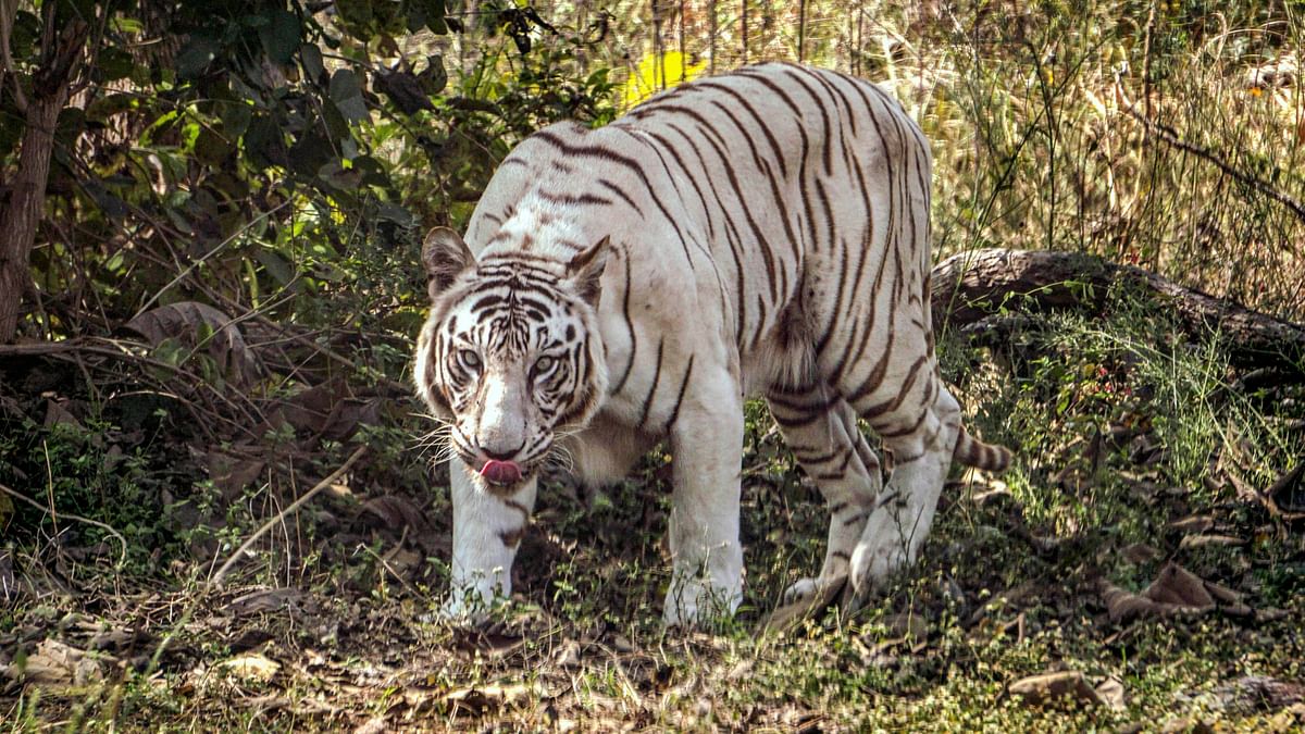 Kolkata's Alipore zoo gets white tiger, other animals from Visakhapatnam