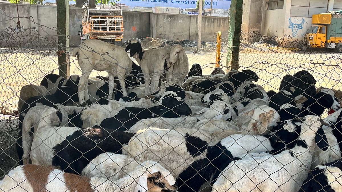 Hot spell scorches Eid sales in Karnataka: Only low-quality sheep, goat in market    