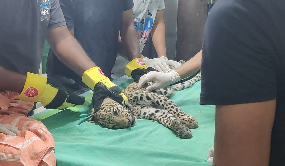 Leopard cub rescued near Turahalli reserve forest in Karnataka