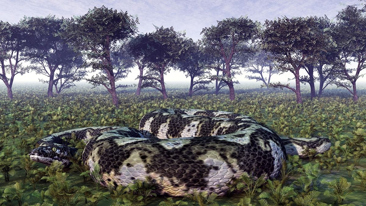 Fossils of possibly largest snake to have ever lived found in Kutch, scientists say