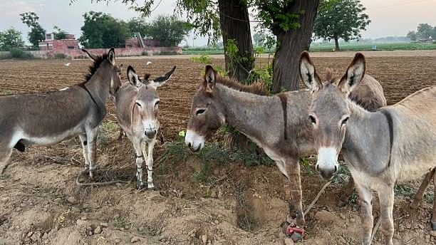 Gujarat man sells donkey milk for Rs 5,000 a litre, earns Rs 2-3 lakh a month