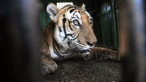 Farmer injured in tiger attack in Karnataka