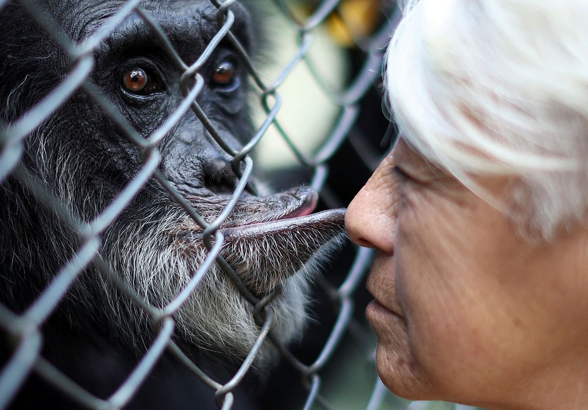 Keeper Silvia Salvatierra, 59, is kissed by a chimp named 'Jony', 54, who was rescued from a circus, at the Lujan Zoo from where felines, including tigers and lions, will be transferred to a wildlife sanctuary in India, in Lujan, on the outskirts of Buenos Aires, Argentina