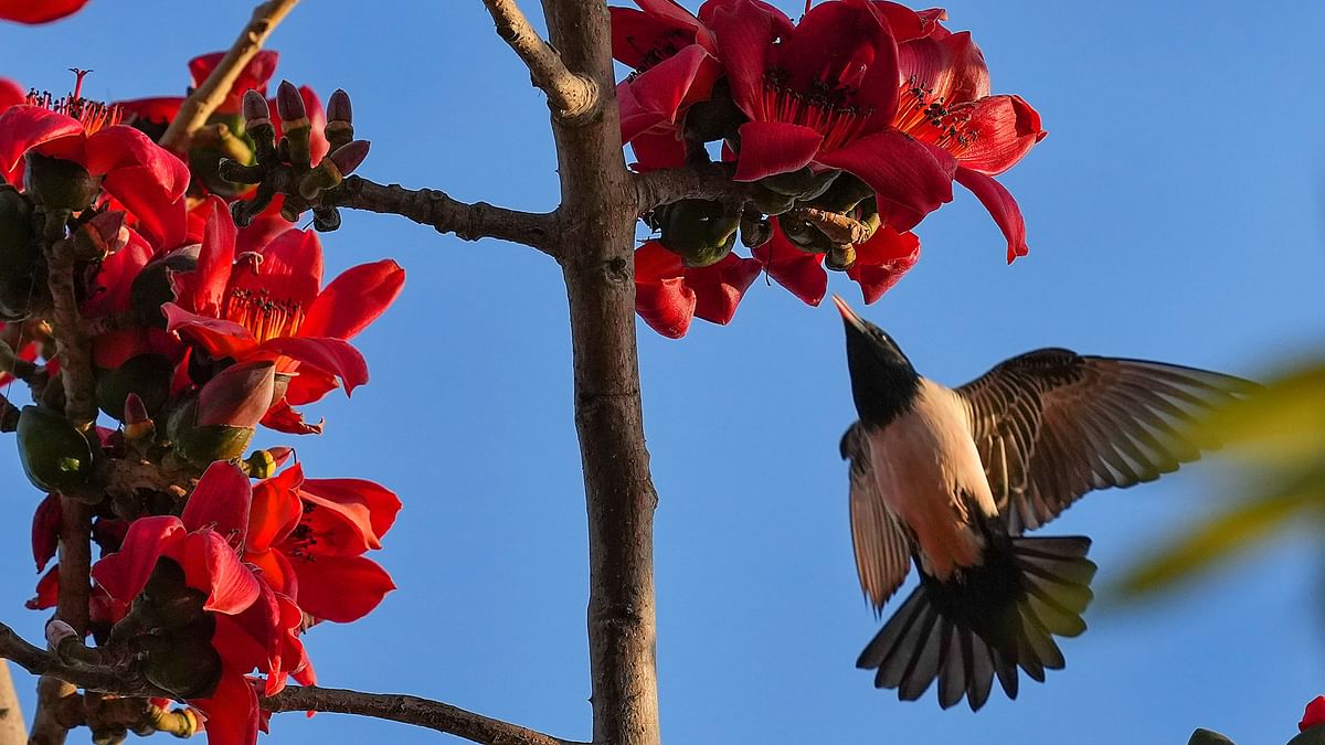 After 10 years of work, landmark study reveals new ‘tree of life’ for all birds living today