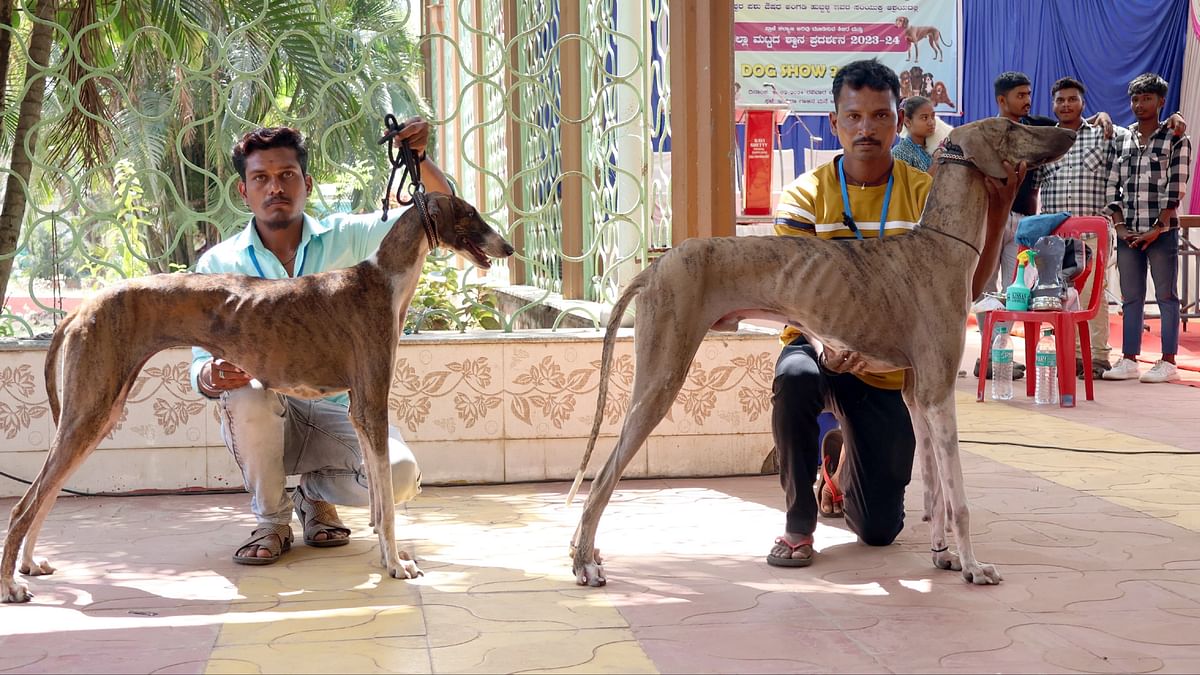 Delhi High Court seeks Centre stand on plea against ban on 23 dog breeds