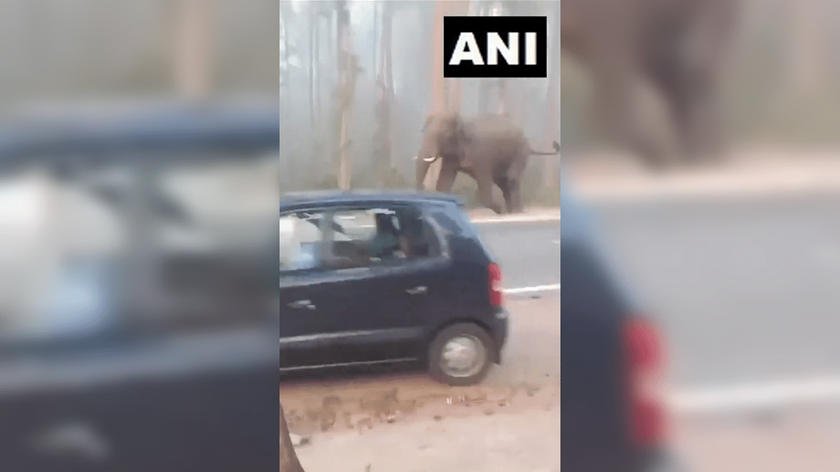 WATCH | Elephant seen roaming on main road near Karnataka's Srimangala