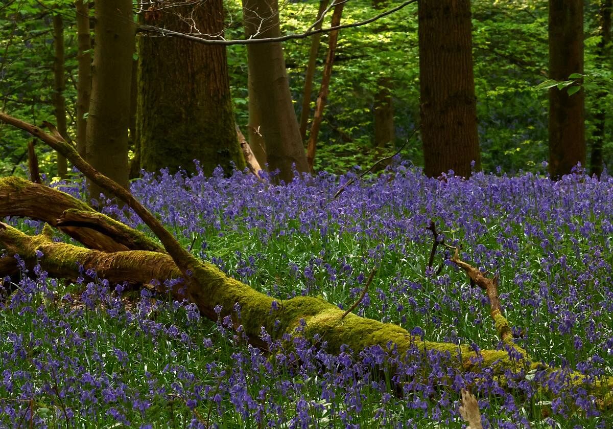 Wild bluebells, which bloom around mid-April turning the forest floor blue, form a carpet in the Hallerbos, also known as the 'Blue Forest', in Halle, near Brussels, Belgium April 12, 2024