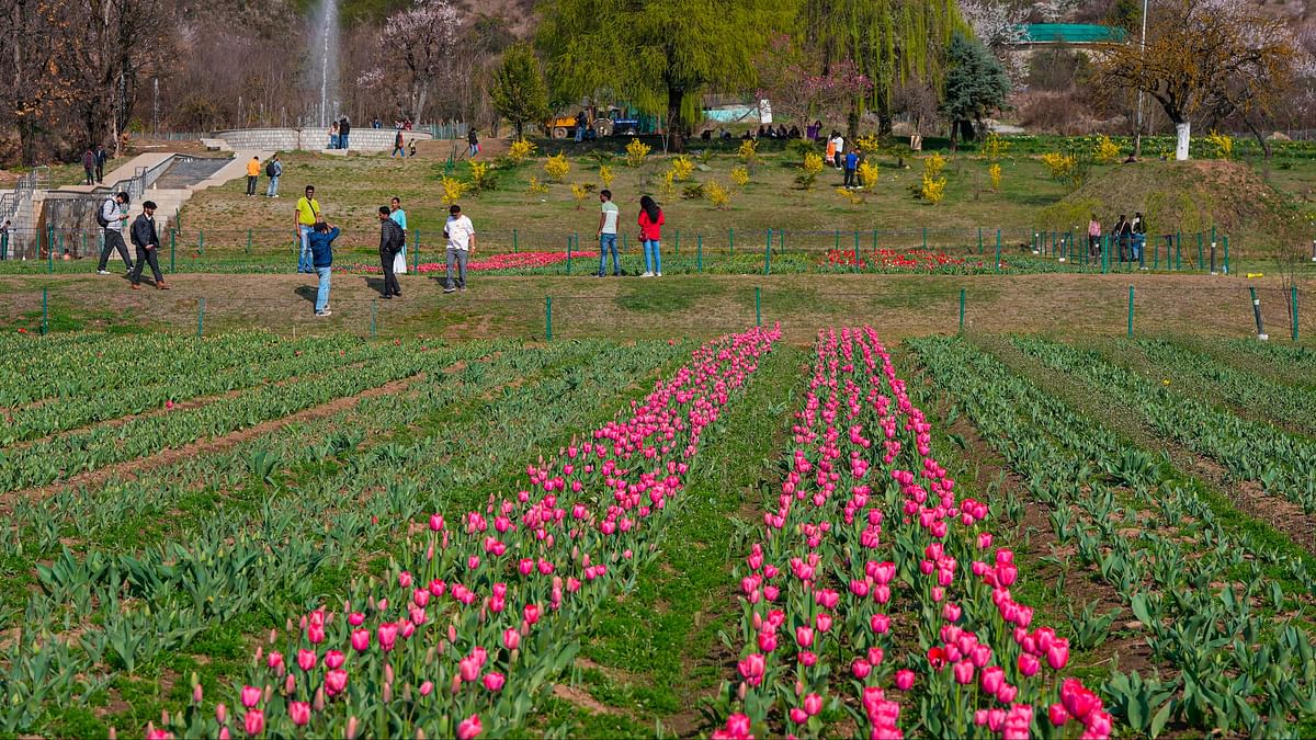 Record number of tourists visit Srinagar’s Tulip garden this season