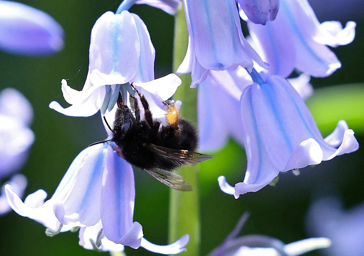 A bee gathers pollen from bluebells in London, Britain, April 14, 2024.