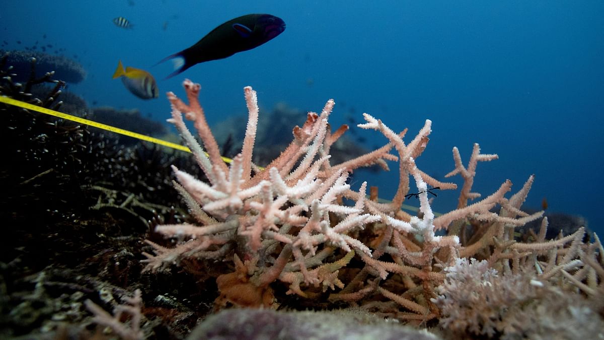 Explained | The world's coral reefs are bleaching: What does that mean?