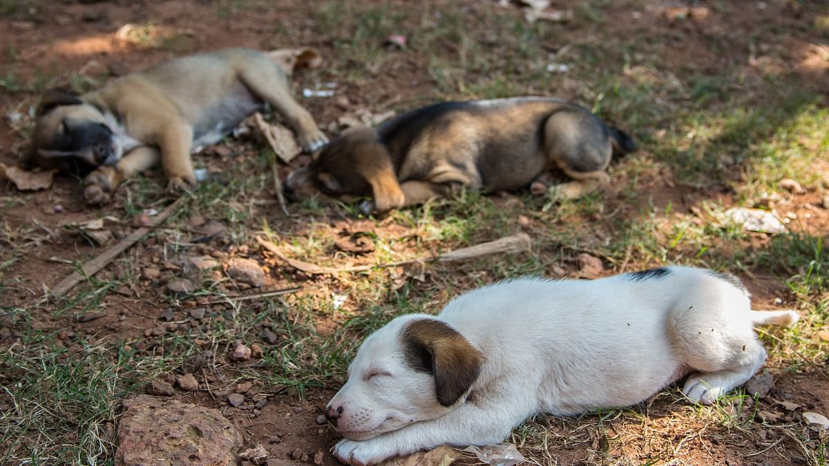 Three puppies crushed to death by car in Palghar; case registered