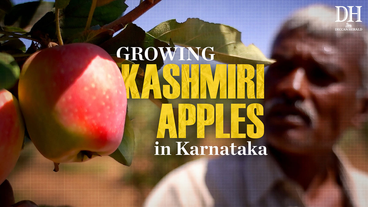 Success story: This farmer has harvested one tonne Kashmiri apples in his farm in Karnataka