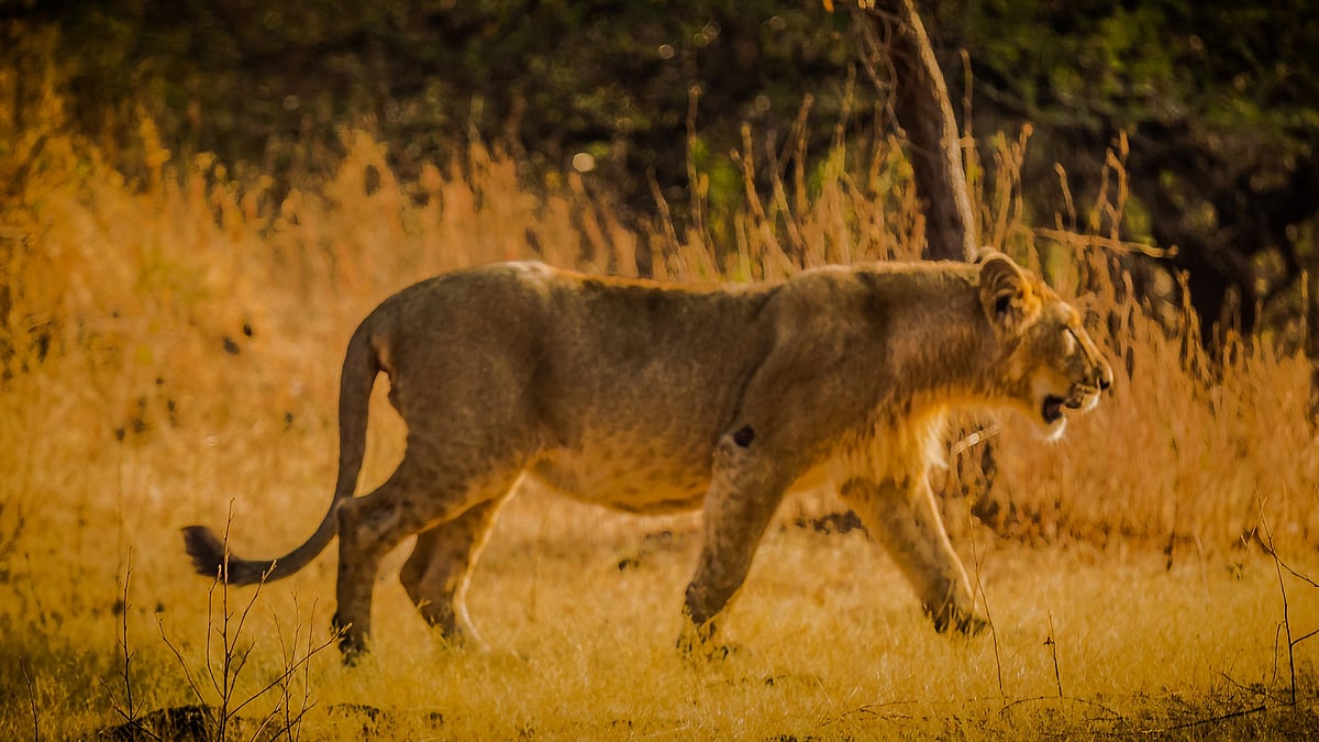 Deaths of two lions on tracks in Amreli: Gujarat HC questions action taken by Railways, forest dept - Vimarsana News
