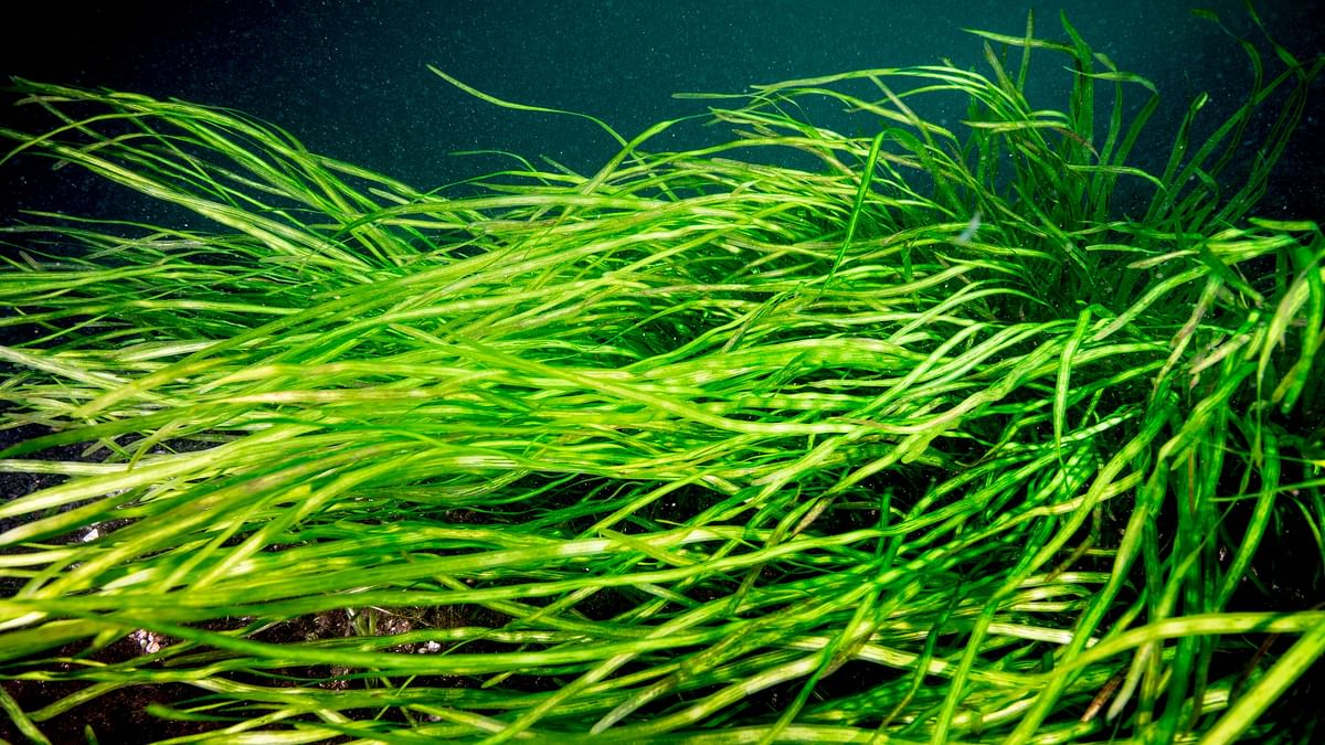 Battling climate change, Japan looks to seagrass for carbon capture