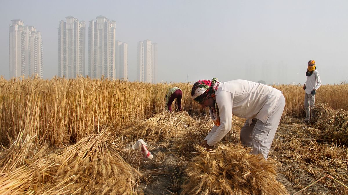 Increased heat unlikely to impact wheat crop, says IMD