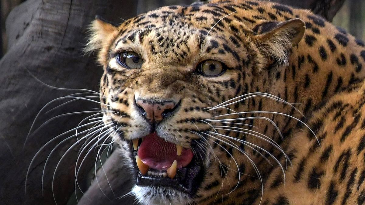 Leopard found trapped in metal wire fence in Kerala village