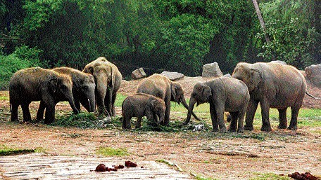 Elephant census begins at Sathyamangalam Tiger Reserve in Tamil Nadu