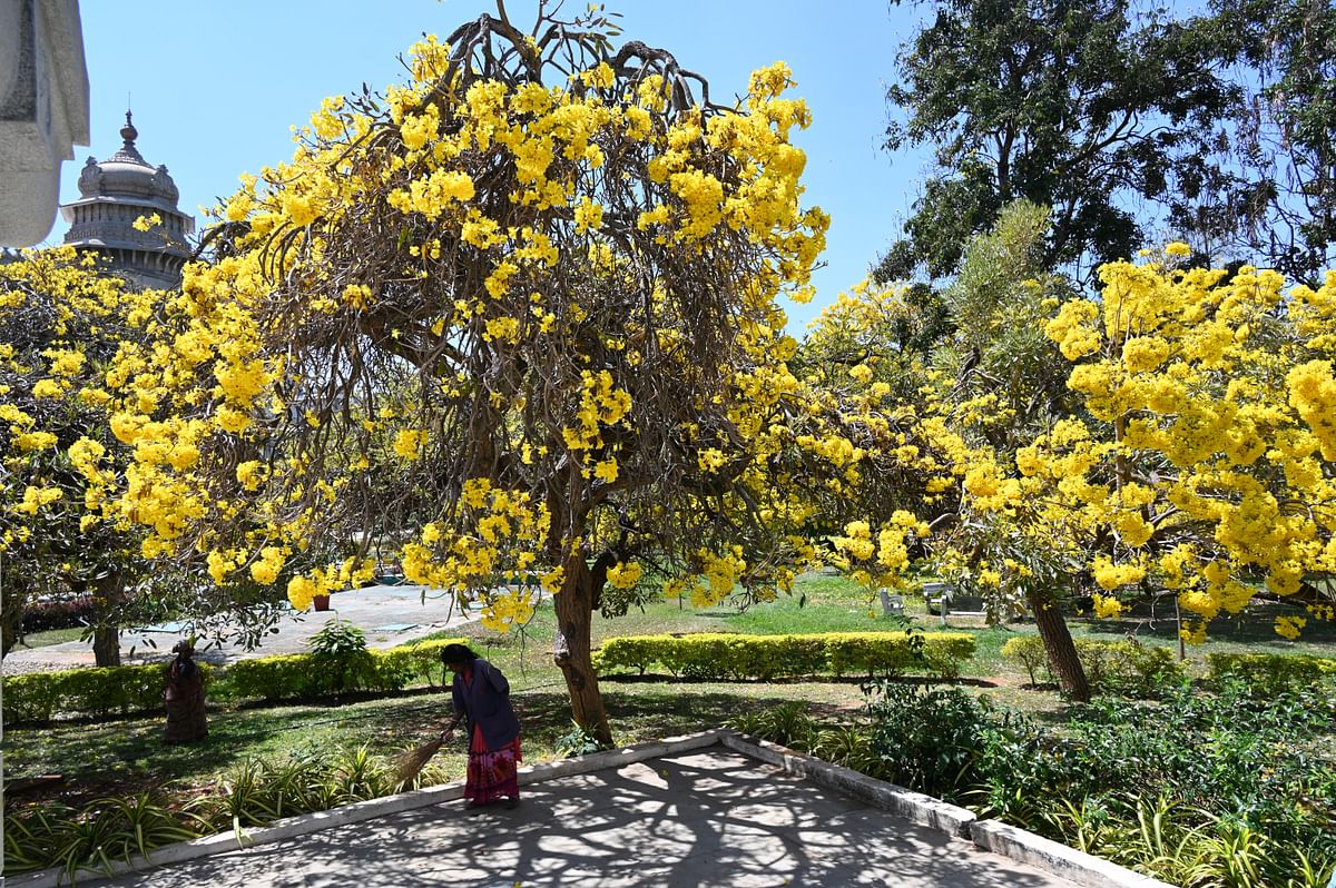 The golden trumpet Tabebuia tree in full bloom flowers at the campus of Vidhana Soudha in Bengaluru on Saturday.