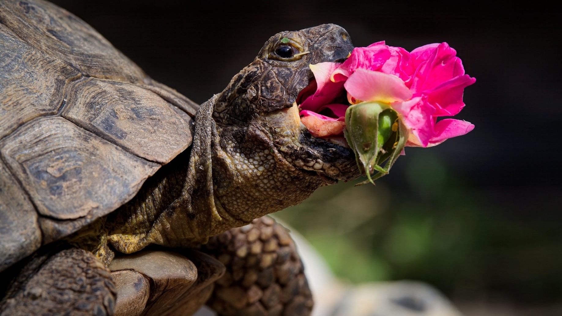 This turtle looked delighted with his snack in a photo captioned "New Rose" by Jonathan Casey.