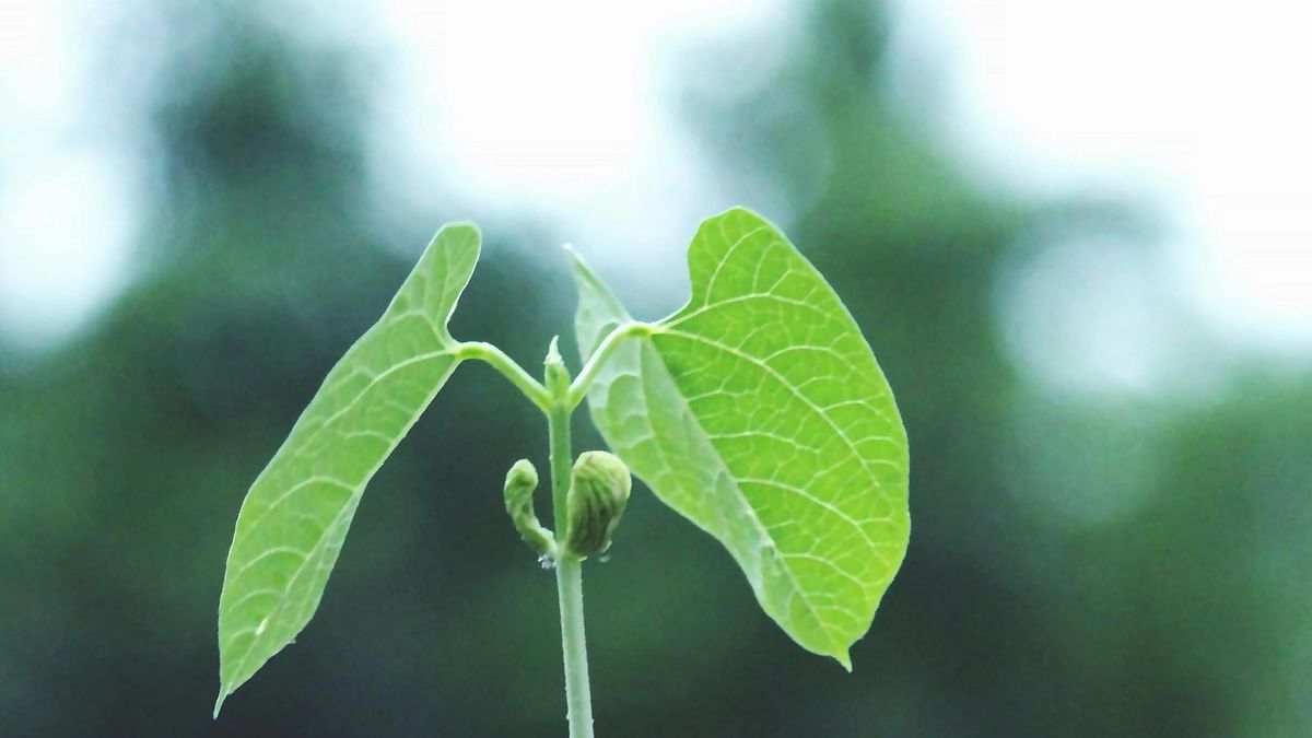 Amid stifling heat in Indore, Vijayvargiya announces drive to plant 51 lakh saplings