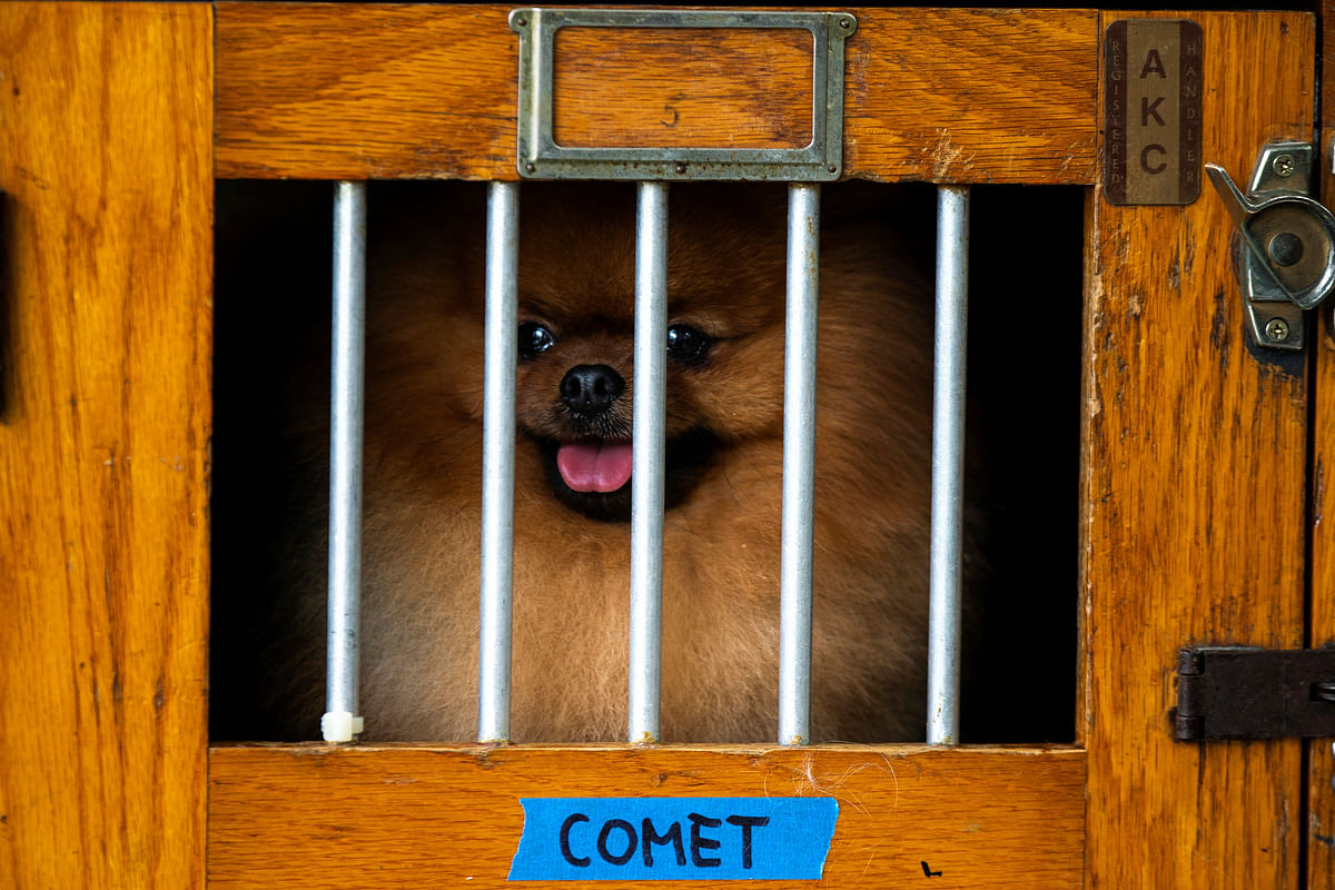 A Pomeranian dog waits in its cage to compete during the 148th Westminster kennel Club Dog Show at the Billy Jean King United States Tennis Center in New York City.