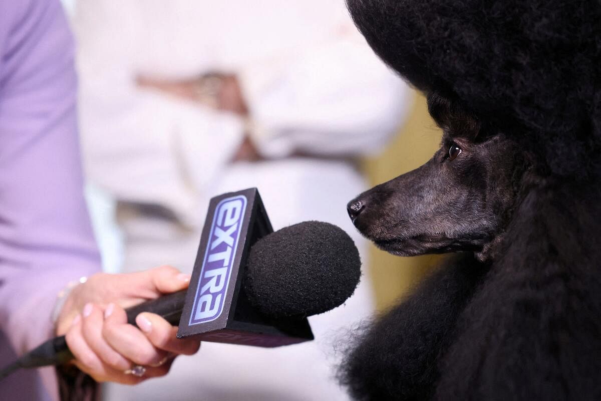 estminster Kennel Club dog show's Best in Show winner Sage, a miniature poodle, has a microphone held in front of her during a media opportunity with chef Daniel Boulud at Bar Boulud, New York City, US, May 15, 2024. 