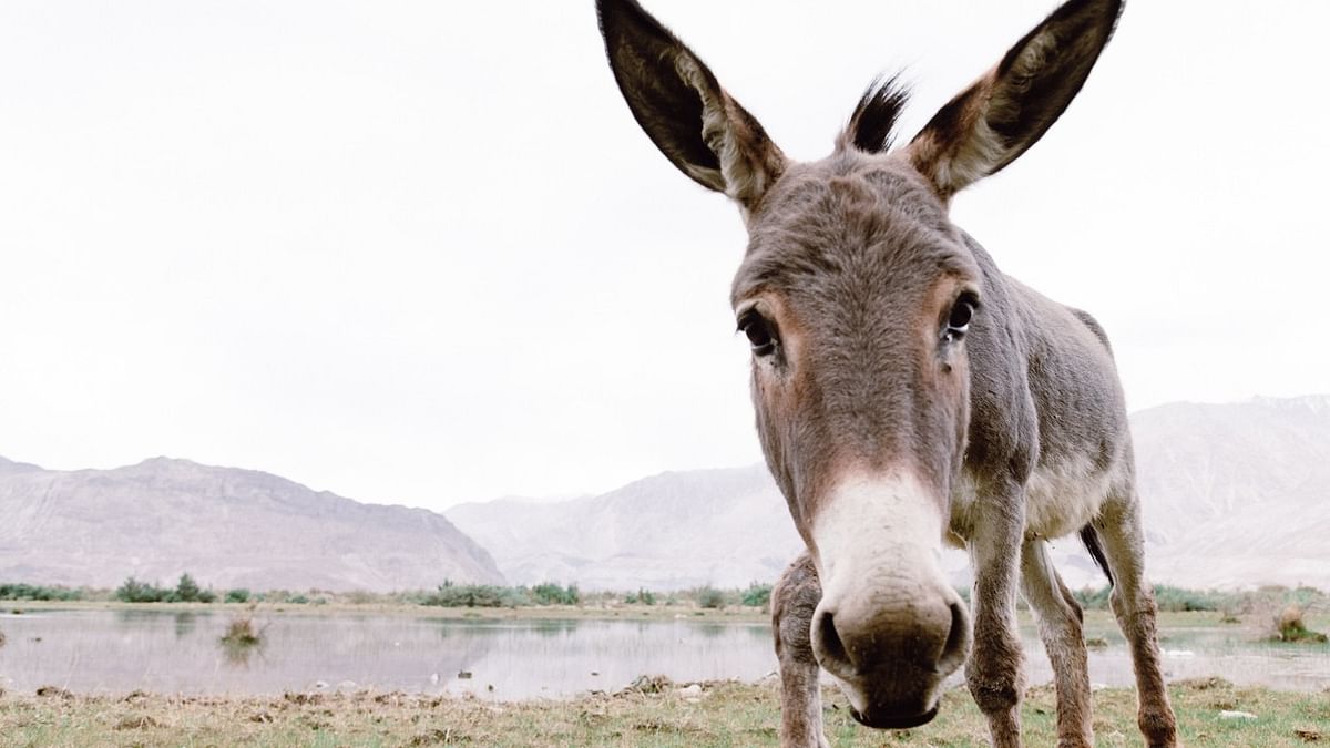 Watch | Independent candidate in Bihar rides a donkey for Lok Sabha poll campaign, here's why